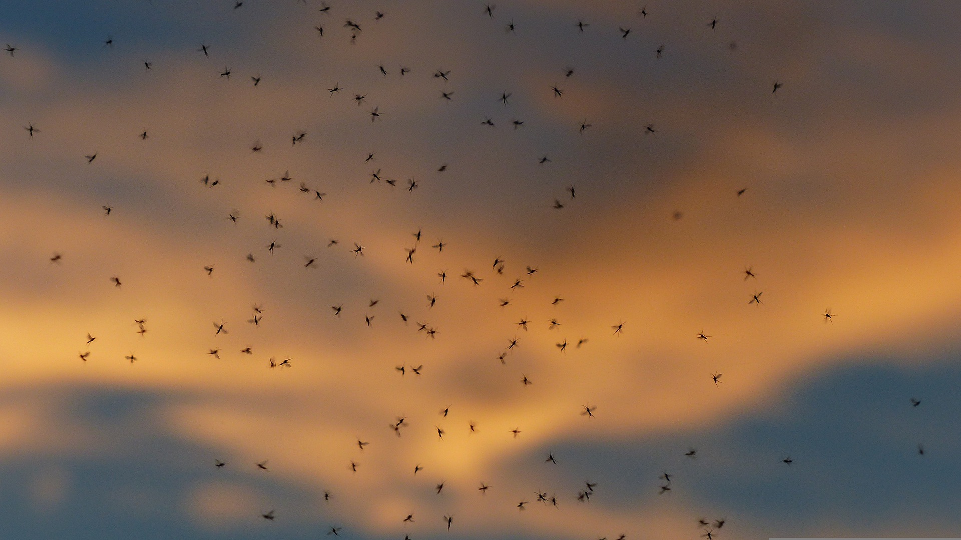 mosquitos